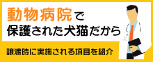 動物病院で保護された犬猫だから 譲渡時に実施される項目を紹介