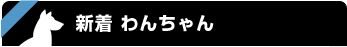 新着 わんちゃん