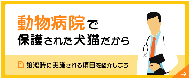 動物病院で保護された犬猫だから 譲渡時に実施される項目を紹介します