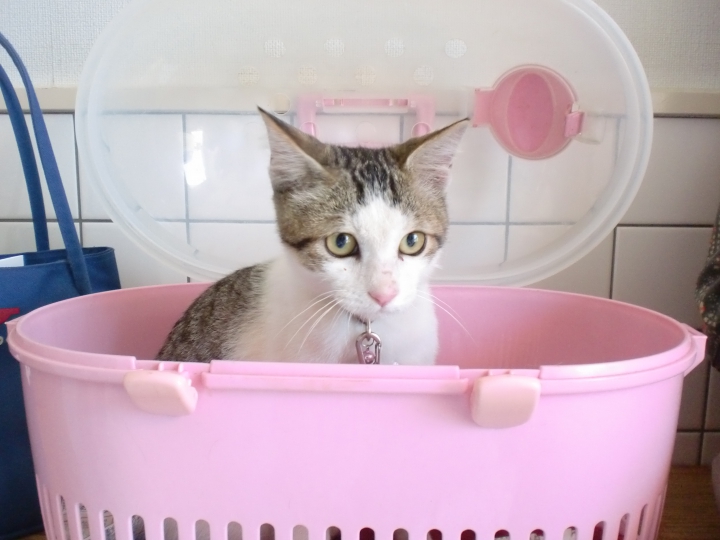 ちび  猫から探す  里親マッチングサイト Veterinary Adoption