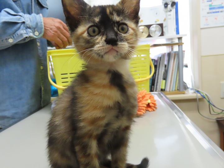 猫から探す 保護犬 保護猫検索 里親マッチングサイト Veterinary Adoption 猫から探す 保護犬 保護猫検索 里親マッチングサイト Veterinary Adoption
