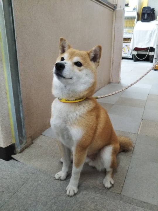 佐賀県 犬 里親 105443佐賀県 犬 里親 imgapixjokiwolu