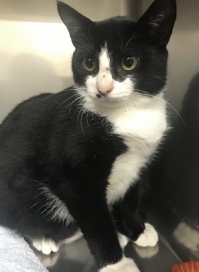 かねまるくん 猫から探す 里親マッチングサイト Veterinary Adoption