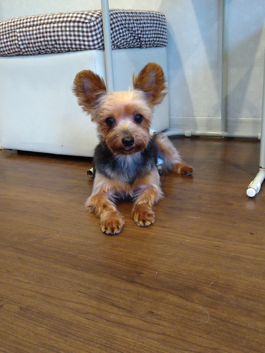 保護犬 保護猫の譲渡 里親マッチングサイト Veterinary Adoption 里親マッチングサイト Veterinary Adoption