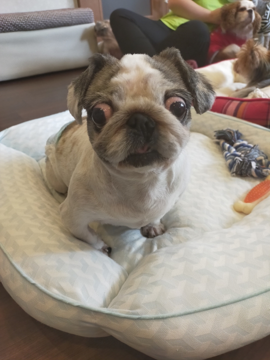 最速 高知県 犬 里親