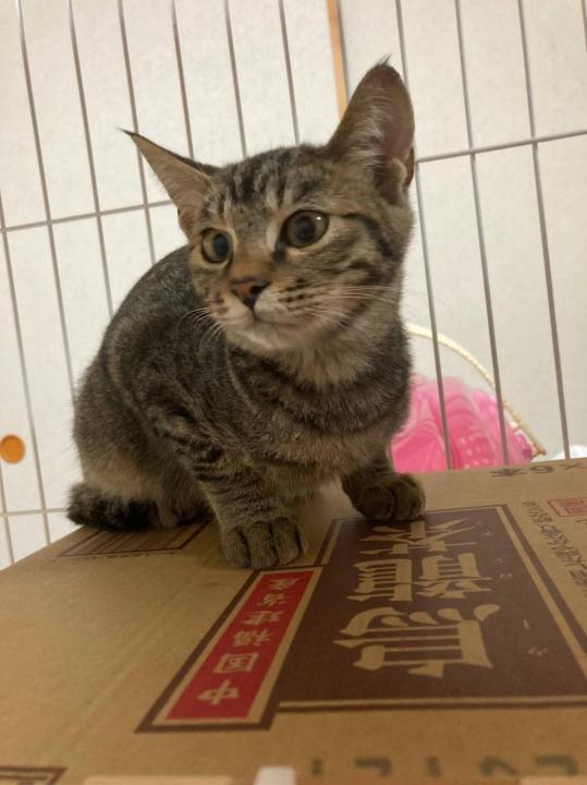 猫から探す  保護犬・保護猫検索  里親マッチングサイト Veterinary 