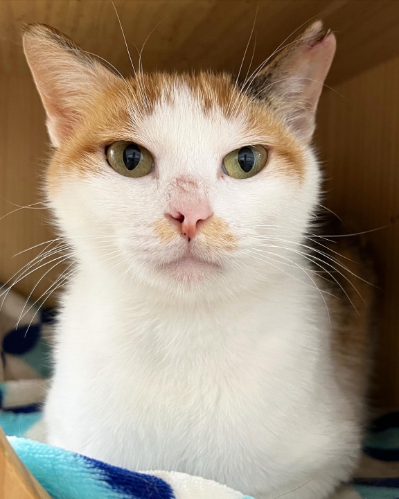 ひなた 猫から探す 里親マッチングサイト Veterinary Adoption